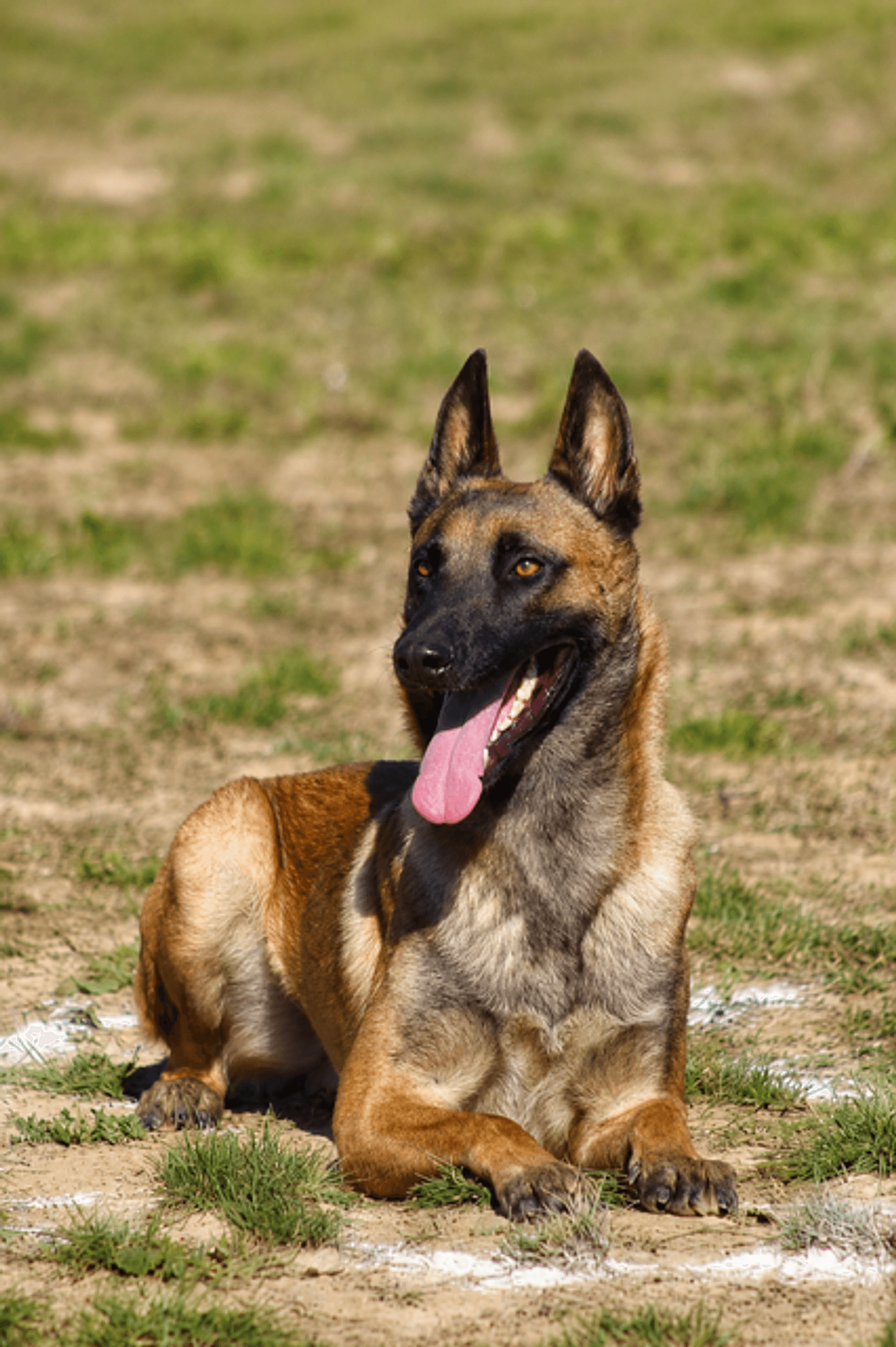 Berger Belge Malinois