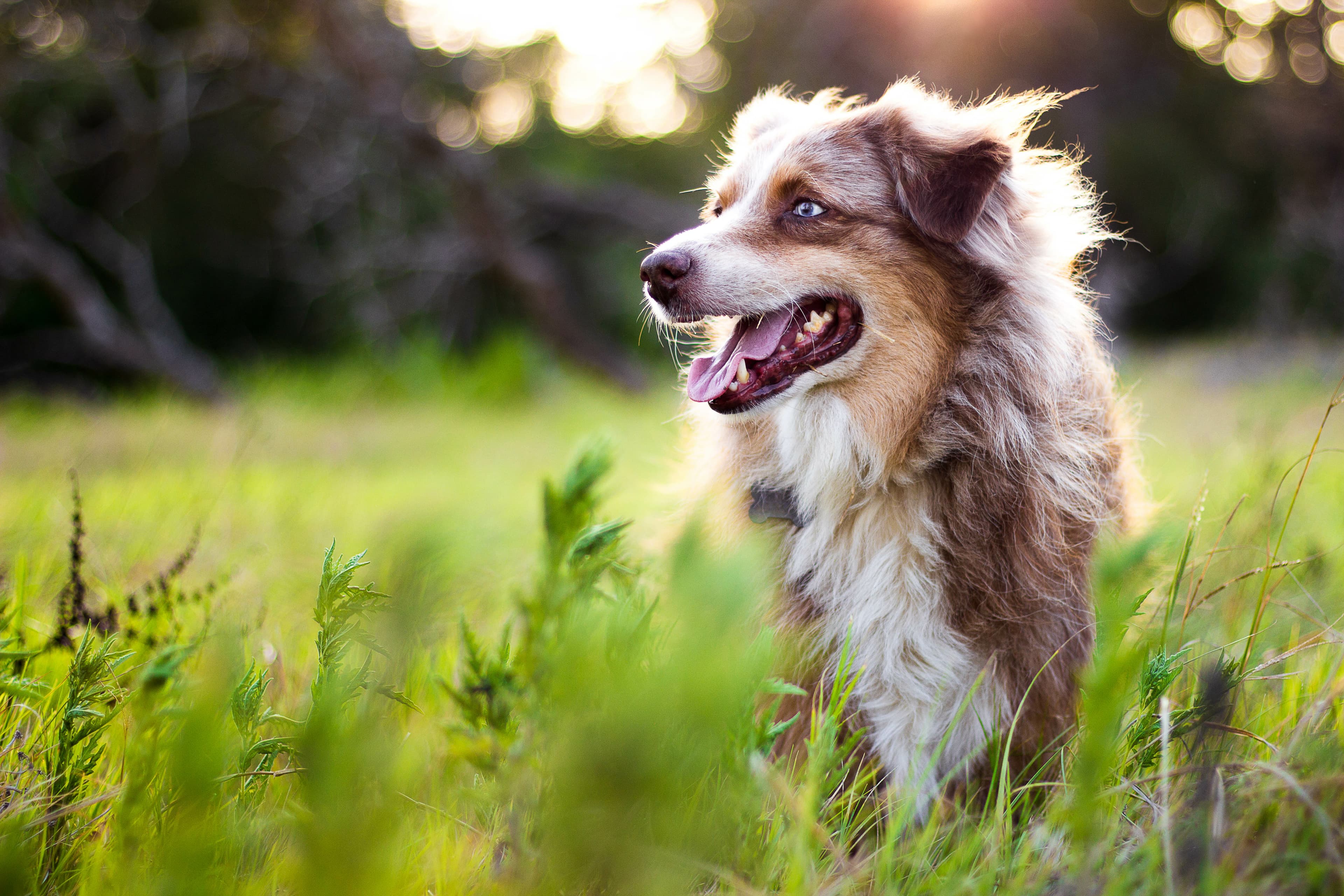 Chien en extérieur — pension canine Lady Noire à Pernes-les-Fontaines