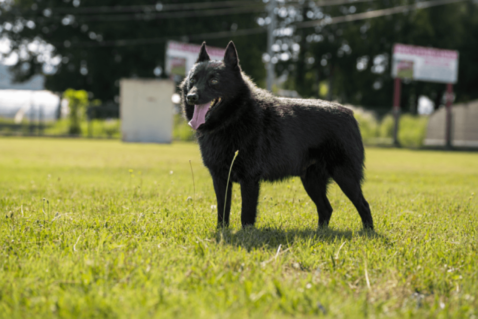 Schipperke