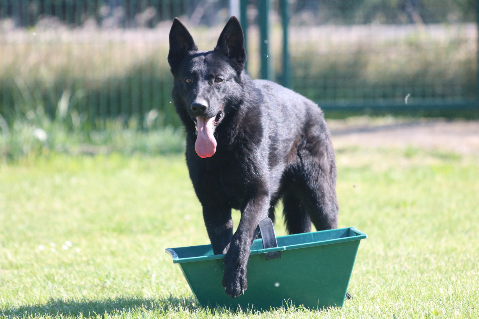 Onyx de LadyNoire X Oups de LadyNoire Berger Allemand 100 Travail
